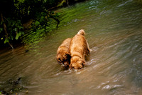 Dogs